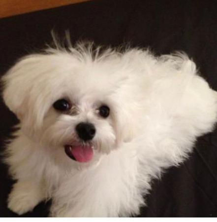 Maltese for sale by SILVERMISTMALTS