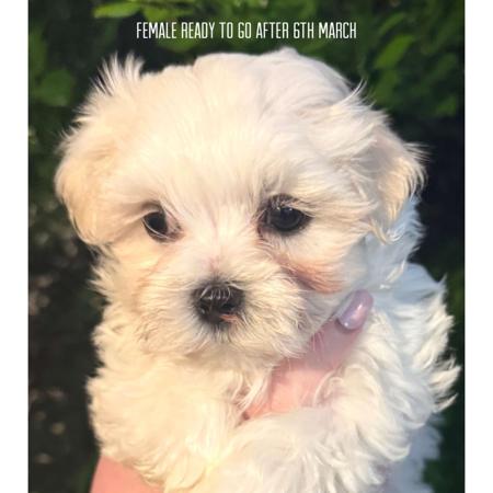 Maltese for sale by SILVERMIST