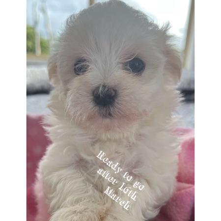 Maltese for sale by SILVERMIST