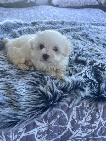 Maltese puppy for sale by SILVERMISTMALTS