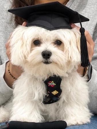 Maltese for sale by SILVERMIST
