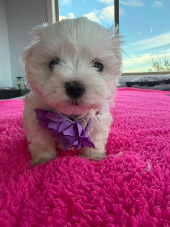Maltese for sale by SILVERMIST