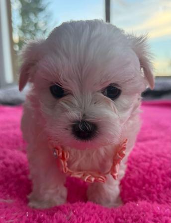 Maltese for sale by SILVERMIST