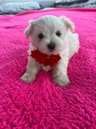 Maltese for sale by SILVERMIST