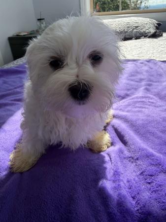 Maltese puppy for sale by SILVERMISTMALTS
