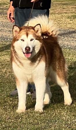 Alaskan Malamute puppy for sale by ANNAKPOK