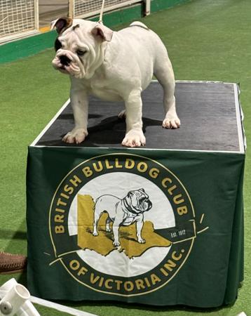 British Bulldog for sale by BELCHLO