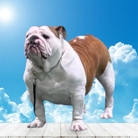 British Bulldog for sale by BELCHLO