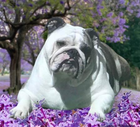 British Bulldog for sale by BELCHLO