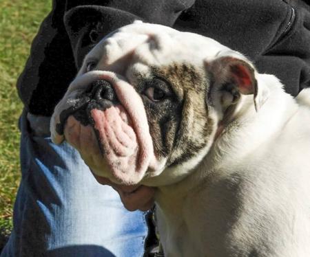 British Bulldog for sale by BELCHLO