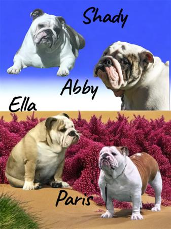 British Bulldog for sale by BELCHLO