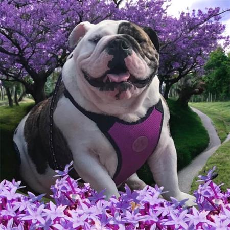 British Bulldog for sale by BELCHLO