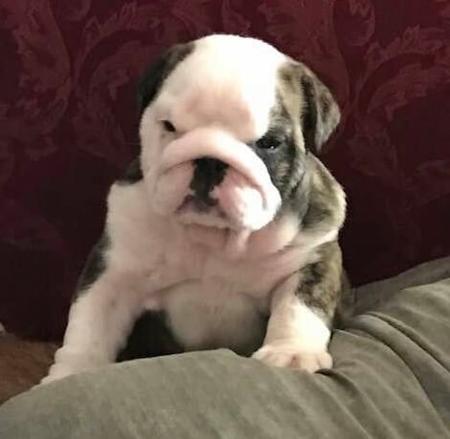 British Bulldog for sale by BELCHLO