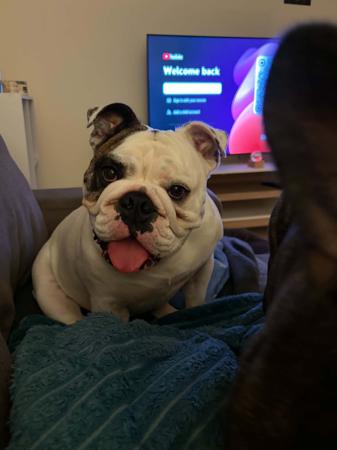 British Bulldog puppy for sale by BELCHLO
