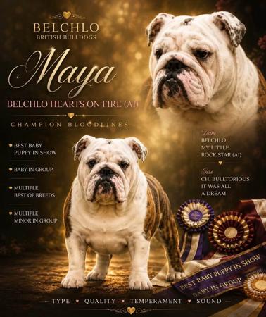 Belchlo Hearts On Fire (AI) British Bulldog