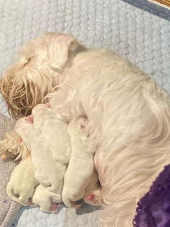 Sealyham Terrier puppy for sale by DURERS