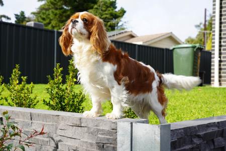 Cavalier King Charles Spaniel for sale by NIJOMSW1GMAILCOM