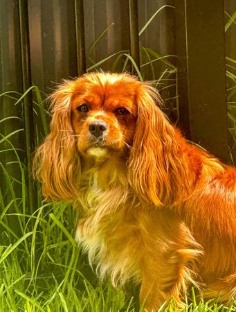 Cavalier King Charles Spaniel for sale by SHEPHERDLOVE