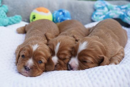 Cavalier King Charles Spaniel for sale by SHEPHERDLOVE