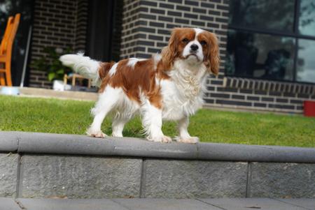 Cavalier King Charles Spaniel for sale by SHEPHERDLOVE