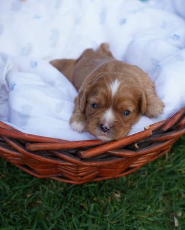 Cavalier King Charles Spaniel for sale by SHEPHERDLOVE