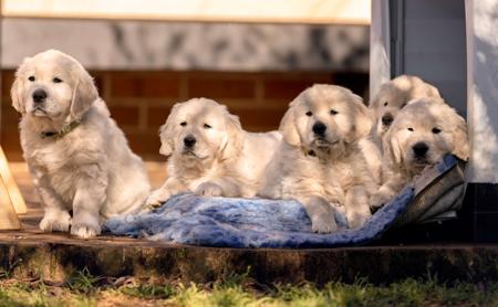 Golden Retriever puppy for sale by FOWBERYEGOLDENS