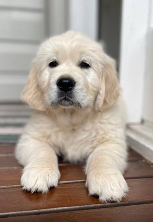 Golden Retriever for sale by FOWBERYE
