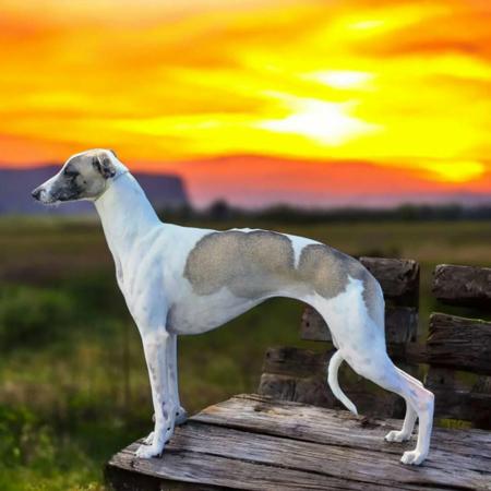 Click to view more details