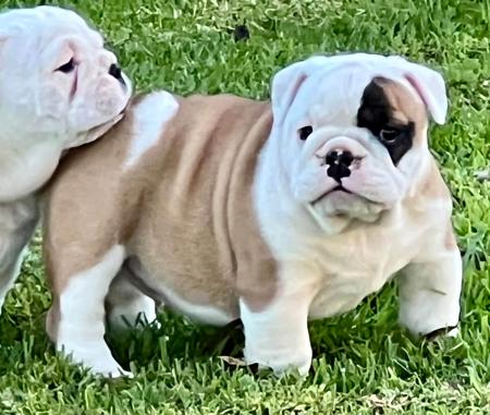 British Bulldog puppy for sale by DABELL