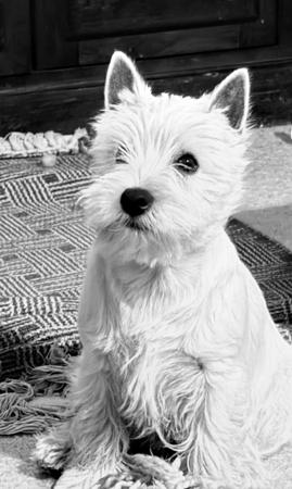 West Highland White Terrier for sale by WALTINGA