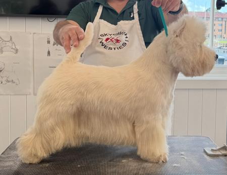 West Highland White Terrier for sale by WALTINGA