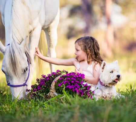 West Highland White Terrier for sale by WALTINGA