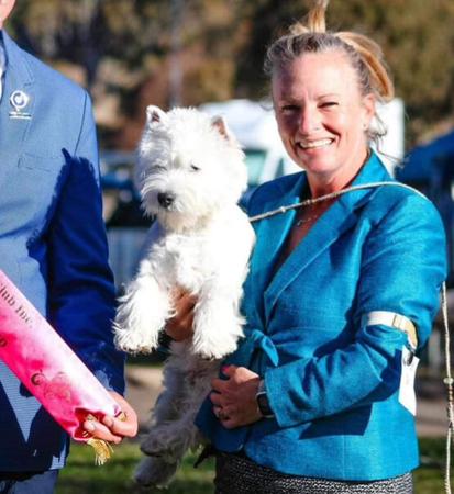 West Highland White Terrier for sale by WALTINGA