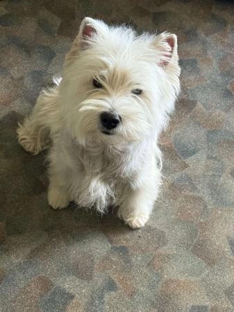 West Highland White Terrier for sale by WALTINGA