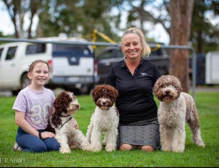 Lagotto Romagnolo for sale by WALTINGA