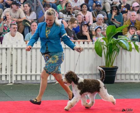 Lagotto Romagnolo for sale by LAHDEDAH