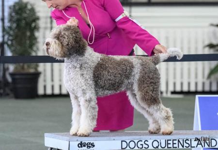 Lagotto Romagnolo for sale by LAHDEDAH