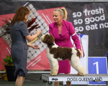 Lagotto Romagnolo for sale by LAHDEDAH