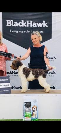 Lagotto Romagnolo for sale by LAHDEDAH