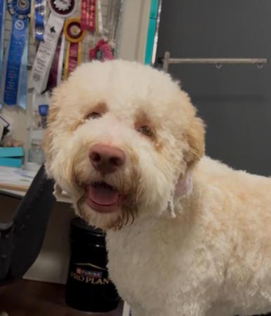 Lagotto Romagnolo dog for sale by WALTINGA