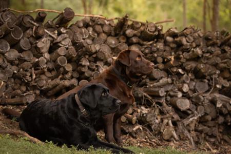 Labrador Retriever for sale by LACHASSE