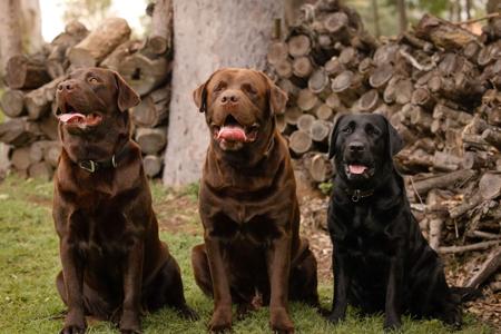 Labrador Retriever for sale by LACHASSE