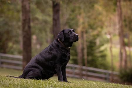 Labrador Retriever for sale by LACHASSE
