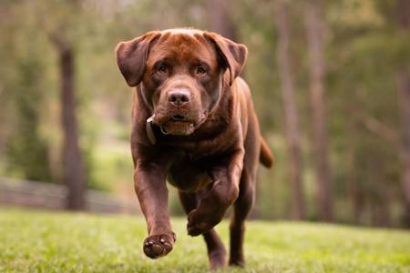 Labrador Retriever for sale by LACHASSE