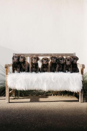 Labrador Retriever for sale by LACHASSELABRDORS