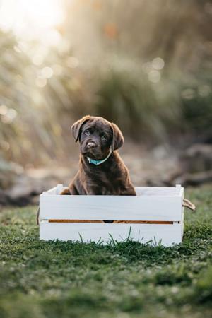 Labrador Retriever for sale by LACHASSE