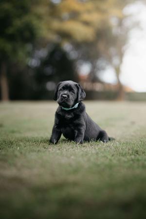 Labrador Retriever for sale by LACHASSE