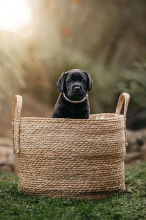 Labrador Retriever for sale by LACHASSE