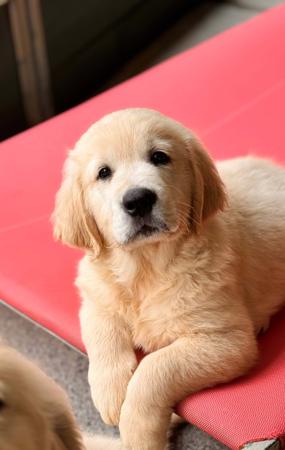 Golden Retriever puppy for sale by EMMA