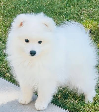 Japanese Spitz for sale by SPITZVIEW